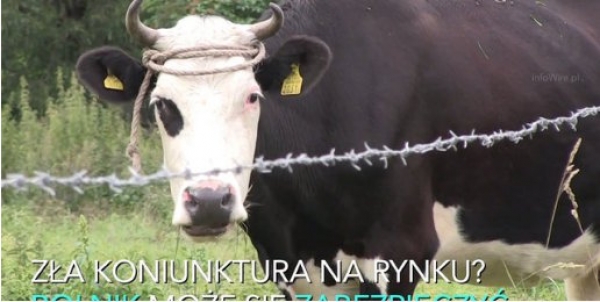 Tylko 30 % rolnik&oacute;w korzysta z Ubezpieczenia Upraw. Dlaczego skoro są dotowane?